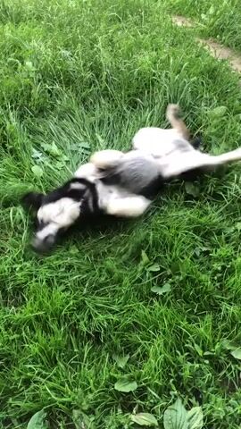 The video shows a medium-sized dog with black, gray, and white fur rolling around joyfully on a patch of lush green grass. The dog is on its back, kicking its legs in the air as if thoroughly enjoying itself. The grass is tall and appears to be in a natural, outdoor setting. In the background, another dog, mostly black with some lighter markings, is visible in the upper left portion of the frame, looking towards the rolling dog. The overall scene suggests a playful and happy moment between the animals, likely outdoors in a park or backyard. The lighting appears to be natural daylight, and the weather seems pleasant, conducive to outdoor activity. The location is identified as Khmilnytsia, Ukraine. There is no visible text in the video. The emotions conveyed are clearly happiness and exuberance from the rolling dog, and perhaps curiosity or engagement from the observing dog.