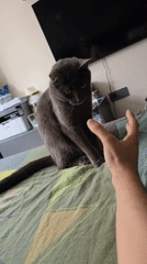 Grey cat documented during domestic afternoon in Vratsa Bulgaria