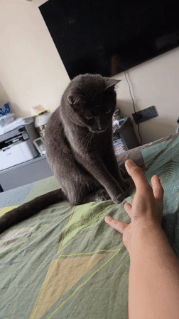 Grey cat documented during domestic afternoon in Vratsa Bulgaria