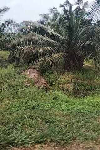 The video shows an outdoor environment with palm trees on the left side and grassy vegetation on the right. The camera is moving, creating a blurred effect. In the middle of the video, there are some blue tarps, a red object, and a pile of light-green, lumpy fruits. The ground appears to be dirt and grass.