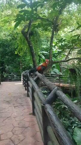 The video shows a rooster perched on a rustic wooden fence in a lush, green environment. The fence borders a patterned brick pathway. Beyond the fence is dense vegetation, including various trees and plants, with another section of wooden fence and a glimpse of water visible in the background. The rooster, with its vibrant red comb and multi-colored feathers, faces the camera, holding its position on the fence. The lighting suggests an outdoor setting, possibly a park or garden.