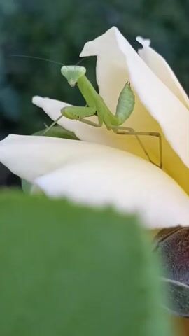 A close-up, eye-level shot focuses on a small, bright green praying mantis perched on a pale yellow rose petal. The mantis is facing left, with its triangular head and large eyes clearly visible. Its body is elongated, and its raptorial forelegs are held in a classic praying stance. One of its hind legs is extended slightly backwards. The rose petal is large and creamy, with a soft texture. In the foreground, out of focus, is a vibrant green leaf, and behind the rose, the background is a soft, blurry green, suggesting foliage. The lighting is natural, possibly from an overcast day, highlighting the delicate details of the insect and the flower.