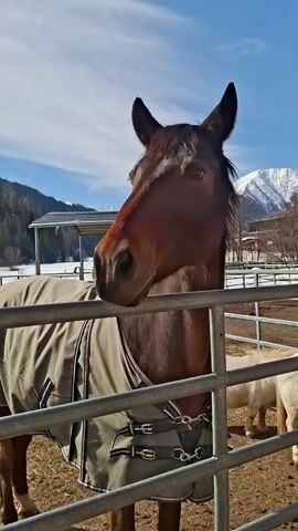 The video shows a close-up of a brown horse wearing a gray blanket with black trim, standing in a fenced area. The horse is looking towards the right of the frame. Behind the horse, there are other horses and ponies in the same enclosure. The ground is brown and muddy. In the background, there are buildings and snow-covered mountains under a blue sky with scattered clouds. The fences are made of gray metal bars. The camera pans slightly to the right, showing more of the enclosure and other horses.