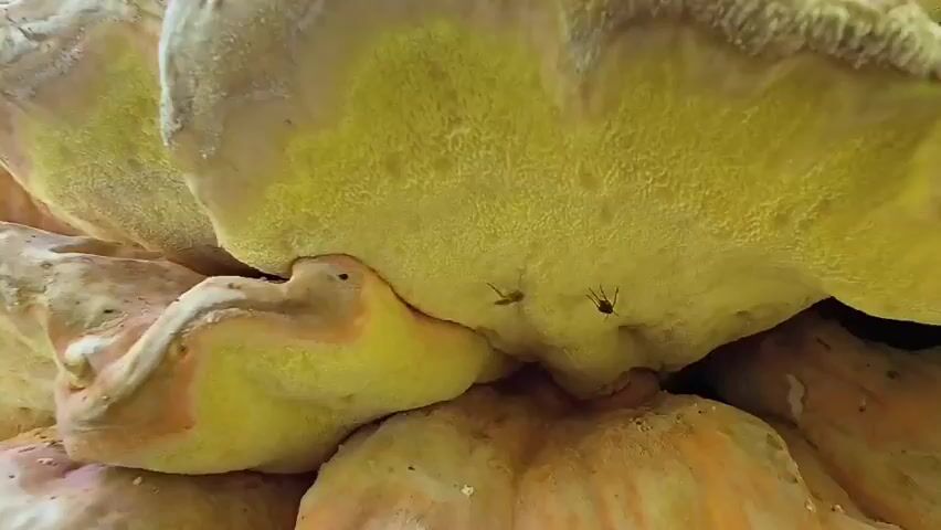 The video is an extreme close-up shot of the underside of a large, porous, yellowish-white mushroom. Three small, dark insects with multiple legs are visible on the mushroom's surface. One insect is in the upper right, another is in the center, and the third is to the left of the center insect. The texture of the mushroom is rough and porous, with some areas appearing lighter and others a darker, more orange-yellow hue. The lighting suggests it is an outdoor environment.