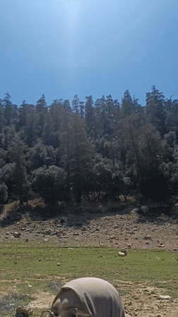 Person walks through scenic green landscape near Ajdir, Morocco