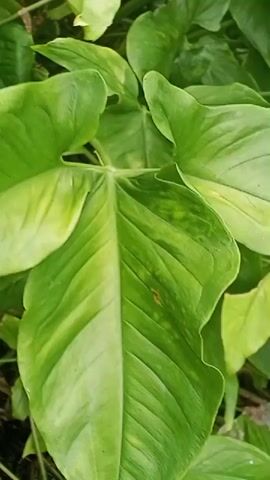 The video shows a close-up view of large, green leaves, possibly from a tropical plant. The leaves are textured with prominent veins. Some areas of the leaves exhibit a lighter green or yellowish hue, suggesting variegation or a possible deficiency. The background is slightly blurred, showing more green foliage and dark, earthy ground. There is a small insect visible on one of the leaves. The camera appears to be held steady, with slight movements and pans. The lighting suggests it is daytime, with natural light illuminating the scene.