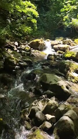 A shallow, rocky stream flows through a sun-dappled forest. Sunlight filters through the dense green foliage, illuminating moss-covered rocks and the clear, rippling water. The camera is positioned close to the water's surface, capturing the movement of the stream as it navigates over the stones. The environment appears natural and serene, with no visible signs of human presence or activity.
