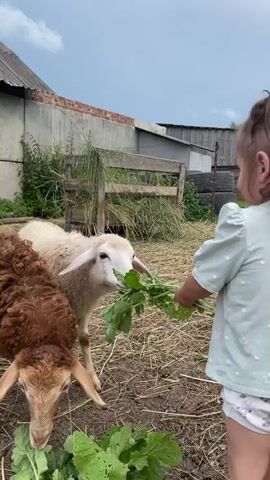 The video shows a young child in a light blue shirt and white bottoms feeding two sheep. The sheep are in a dirt enclosure with hay scattered on the ground. One sheep is brown and fluffy, and the other is white with tan markings. The child is holding a bunch of leafy green vegetables, and the sheep are eating them. In the background, there is a wooden fence, some buildings, and a cloudy sky. The child appears to be on the right side of the frame, and the sheep are on the left. The camera is positioned at a low angle, looking up at the scene.