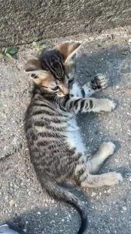 A tabby kitten lies on its back on a concrete surface next to a stone step. The kitten wiggles its paws and body. A hand with gold-colored nail polish enters the frame and gently touches the kitten's paws. The kitten continues to move its paws.