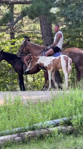 In a forest environment, two adults are horseback riding with a young colt. The scene is captured from a slightly low angle, looking up at the horses and riders. The horses are of varying colors, with a bay mare, a brown and white pinto foal, and another brown horse. The riders are dressed casually in shorts and t-shirts. The environment features tall trees with pine needles, dense green foliage, and a dirt path or road. There are fallen logs in the foreground, covered in grass. The lighting suggests it is daytime, with dappled sunlight filtering through the trees. The video appears to be a still frame from a moving sequence, as indicated by the timestamp. The horse on the right, ridden by a man, is moving forward, while the other horses are positioned around it. The colt is walking alongside the mare.