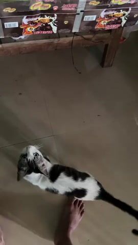 The video captures a black and white cat lying on a tiled floor, scratching its ear with its hind leg. The cat is positioned in the center of the frame, with its body contorted as it indulges in its grooming activity. In the background, a wooden table with a patterned cloth draped over it is visible. A black wire hangs from the table. The floor appears to be made of large, light brown tiles. The lower part of the frame shows a human foot, suggesting the presence of a person filming or nearby. The lighting is dim, creating shadows and giving the scene a somewhat intimate feel.