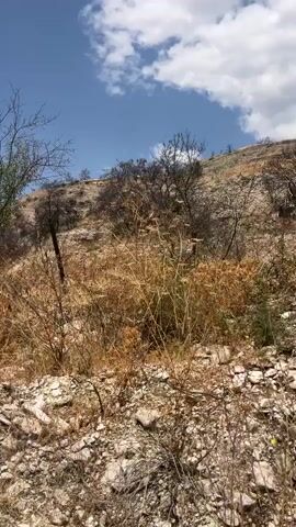 The video shows a view of a dry, rocky hillside under a blue sky with fluffy white clouds. In the foreground, there is dry, tall grass and some sparse, thorny vegetation. A metal post is visible on the left side of the frame. In the mid-ground, there are burnt trees and shrubs, indicating a past fire. The focus then shifts to a cluster of round, spiky purple flowers growing on a thorny stem, set against the backdrop of the hillside and the sky. The overall impression is one of a recovering, arid landscape.