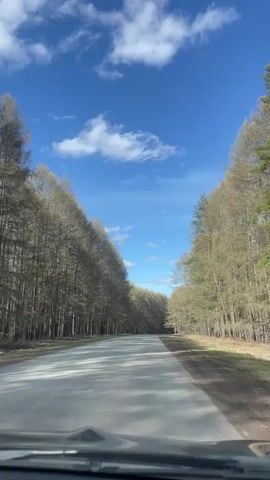 The video shows a view from inside a car driving down a narrow asphalt road. The road is lined on both sides by tall, bare trees, forming a kind of tunnel.  The sky above is a bright blue, dotted with fluffy white clouds. The scene suggests a rural or wooded area on a sunny day.
