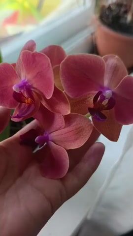 A hand is holding a bouquet of pink orchids near a window. The orchids are a deep pink with purple accents and a bright orange center. The hand is pale and appears to be a person's left hand. The background is blurred, but shows a window with plants and a terracotta pot.