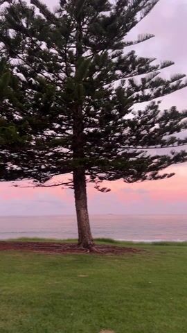 The camera pans across a grassy lawn towards the ocean at dusk. A pine tree stands on the lawn, partially obscuring the initial view. The sky is a mix of pink, orange, and gray hues with scattered clouds. The ocean is calm with gentle waves. The camera movement reveals more of the ocean and coastline.