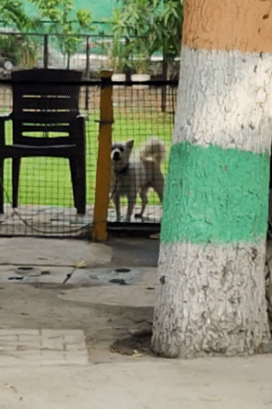 Gurgaon Shiva temple visit with street animals nearby
