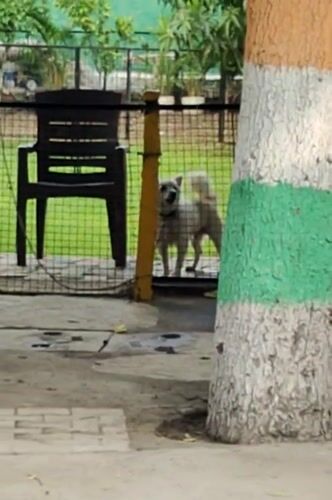 Gurgaon Shiva temple visit with street animals nearby