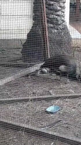 Casual scenes around Alanya from peacocks to volleyball
