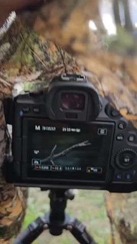 The video shows a camera on a tripod with a camouflage cloth covering it. The camera is pointed towards a river with trees on the opposite bank. The sky is overcast. Someone pulls the camouflage cloth back from the camera screen. The camera display shows that it is in manual mode, and is taking a picture of a branch. The person releases the camouflage cloth, and it falls back over the camera. The view shows a river surrounded by foliage, with the camera partially visible beneath the camouflage. The river water appears to be flowing.