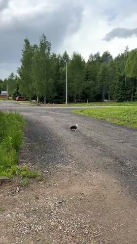 The video shows a small black and white dog standing on a gravel road. The dog appears to be a terrier type. The road is surrounded by green grass and trees. There is a utility pole in the background. The sky is cloudy. A voice says “Eli, where are you?” in Russian. The dog looks directly into the camera, then around.