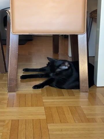 A black cat is lying down on a hardwood floor under a chair. The cat is partially obscured by the chair legs. The cat is facing to the left of the frame. The cat's tail is curled around its body. The cat's front legs are extended in front of it. The background shows more of the room, including other furniture and walls. The lighting is warm and natural.