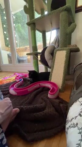 A black cat is lying on a brown blanket near a pink toy track. A person's hands are visible in the foreground, interacting with the toy track. In the background, there is a multi-tiered cat tree covered in green carpet. Behind the cat tree, a glass door looks out onto an outdoor area with a deck and bamboo fencing.
