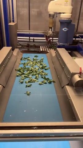 A robotic arm with a red gripper is picking up green leafy sprigs from a blue conveyor belt. The conveyor belt is moving towards the viewer. The robotic arm is attached to a white and blue Denso arm. The scene appears to be inside a factory or processing facility. There are metal enclosures on either side of the conveyor belt.