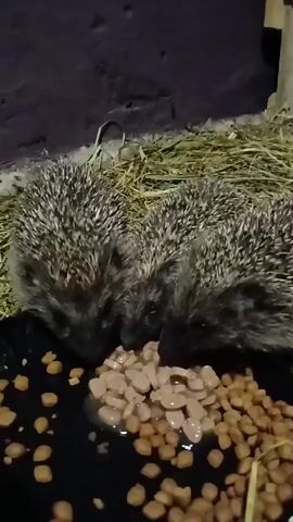 Three hedgehogs are gathered around a black bowl filled with kibble and some wet food. They are actively eating from the bowl, with their snouts close to the food. The background consists of dry grass and a dark, textured surface. The lighting is dim, creating shadows. The hedgehogs appear to be young.