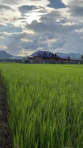 This is a vertical video of a lush green rice field. The camera pans across the field, showcasing the vibrant green stalks. In the background, a traditional house with a blue roof is visible, nestled among trees. Beyond the house, rolling hills and mountains are silhouetted against a cloudy sky. The sun is partially obscured by clouds, casting a soft light on the scene. A narrow dirt path winds through the rice field, inviting viewers into the picturesque landscape. The overall atmosphere is serene and natural, highlighting the beauty of rural life.