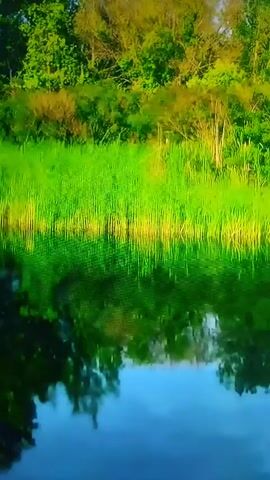 The video shows a reflection of trees and tall grass in calm water. The environment is natural, with lush green foliage. There are no people or discernible actions occurring.