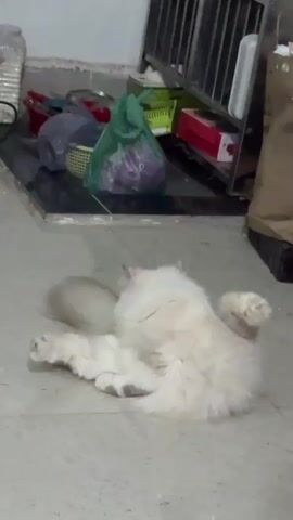 A fluffy white cat lies on its back on a tiled floor, grooming itself. The cat's tail is extended to its left. Its front paws are raised above its chest, and its hind legs are bent. The cat's eyes are closed. In the background, there are several objects on a shelf, including plastic bags, a basket, and a red box.