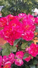 Garden flowers documented in bloom across Krasnodar, Russia