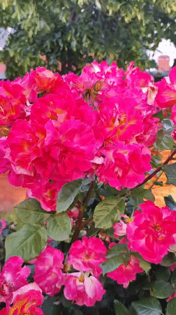 Garden flowers documented in bloom across Krasnodar, Russia