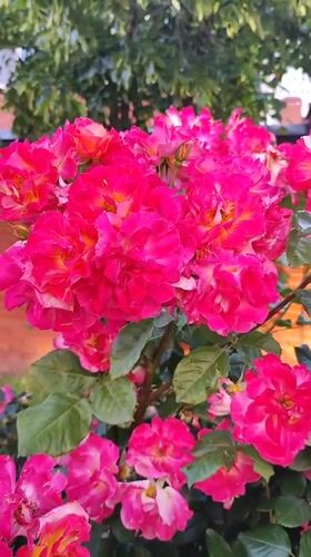Garden flowers documented in bloom across Krasnodar, Russia