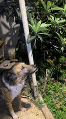 Dog barks in illuminated yard in Netanya at night