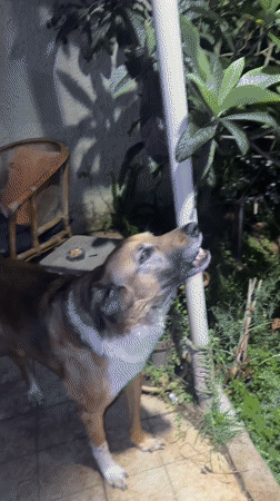 Dog barks in illuminated yard in Netanya at night