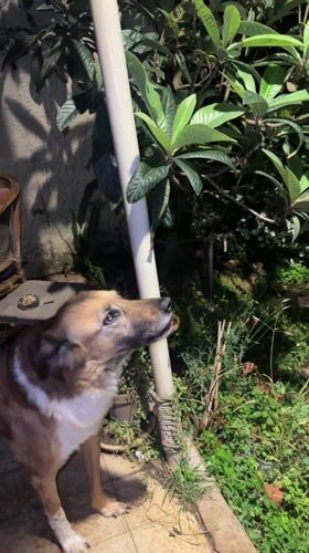 Dog barks in illuminated yard in Netanya at night