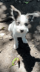 Puppy plays on dirt ground in Carmen, Philippines