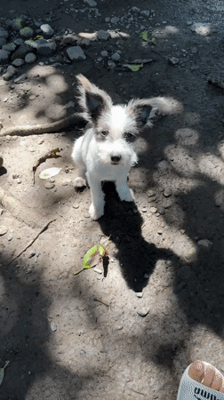 Puppy plays on dirt ground in Carmen, Philippines