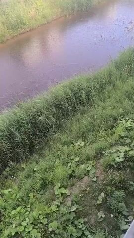 The video shows a narrow channel of murky water, likely a ditch or small river, bordered by lush green vegetation. The water surface appears disturbed, with ripples and perhaps debris. The vegetation consists of tall grasses along the water's edge and smaller leafy plants on the bank, with patches of bare earth visible. The scene suggests an outdoor, natural environment, possibly in a rural or undeveloped area. The lighting is natural, implying daytime. There are no people or animals visible in the frame. The camera appears to be positioned slightly above and looking down at the scene.