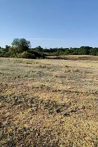 This is a shaky, first-person perspective video taken outdoors during the day. The camera pans across a dry, grassy field with patches of dirt. In the background, there are trees and bushes, and the sky is clear and blue. There are no people or visible objects in the immediate foreground, but there appear to be some objects in the distance, possibly vehicles or structures, partially obscured by the foliage.
