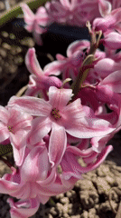Woman documents spring garden blooms in Votkinsk, Russia