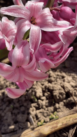 Woman documents spring garden blooms in Votkinsk, Russia