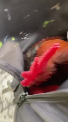 Rooster tucked inside a black bag in Mexico City