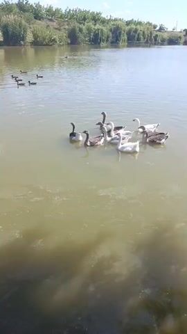 A group of geese and ducks are swimming in a murky lake. The geese are gathered in the center of the frame, while the ducks are scattered throughout the water. The lake is surrounded by trees and vegetation, and the sky is blue with some clouds. The camera is positioned at eye level with the water.