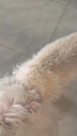 The video shows a small, furry, light-colored dog standing on a tiled floor. The dog's tail is wagging. A person's legs, clad in pajama pants, briefly enter the frame.