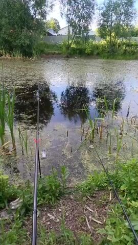 This media file captures a serene fishing scene by a pond in Ivanovo, Russia. The camera is positioned low, close to the grassy bank, providing a ground-level perspective. Two fishing rods are visible, one prominently in the foreground on the left, angled towards the water, and another further back on the right. The pond itself is covered in a thick layer of green algae and lily pads, with reeds and tall grasses growing along its edges and in shallow areas.

The water reflects the surrounding trees and the sky, creating a shimmering, dappled effect. In the background, a line of trees forms a natural border, beyond which glimpses of a white building and a fence suggest the presence of human habitation. The overall atmosphere is tranquil and peaceful, indicative of a calm, likely daytime scene. The weather appears pleasant, with clear skies and sunlight illuminating the environment. There is no visible text within the frame. The activity taking place is passive; it is a fishing setting, implying a waiting period for a catch rather than an active chase or event.