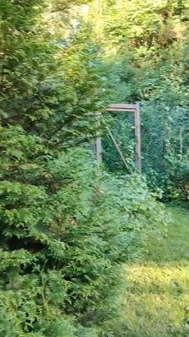 This media file is a video of a residential yard in Rahya, Russia. The scene is a backyard with a wooden house, a large tree covered in vines, a stone-based pole with rocks around it, and a grassy lawn. The sun is shining, casting shadows on the grass, indicating it is likely daytime. The overall atmosphere appears peaceful and rural.

In the foreground, the lawn is lush and green, with dappled sunlight creating a serene visual. A wooden structure that appears to be a gate or part of a fence is visible on the left side of the frame, surrounded by dense greenery.

The house, made of wood, is a prominent feature. It has a porch with railings and windows. A large, overgrown vine plant covers a significant portion of the side of the house, adding to the natural, somewhat wild aesthetic of the yard. A tall, stone-based pole stands near the house, possibly an old utility pole or part of a structure.

Other objects in the yard include a black container near the base of the pole, a shopping cart with some items in it, and a yellow object that could be a bucket or container. Laundry is visible hanging on the porch railing, suggesting active use of the house.

The natural setting, with the abundance of trees and greenery, points to a location that is likely surrounded by more natural landscapes. The clear sunlight and shadows suggest fair weather. There is no visible text in the media file. The video appears to be a casual recording of a property, possibly for personal documentation or sharing.