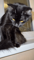 Domestic life captured in Tobolsk: cat, toddler, dinner scenes