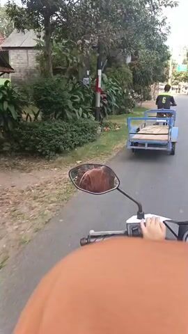 The video shows a first-person perspective of someone riding a motorcycle on a paved road. The rider is wearing an orange shirt and a pink sleeve is visible on their left arm, suggesting a passenger. In the motorcycle's side mirror, a brown animal, possibly a horse, can be seen. Ahead, a blue cart is being pulled by a motorcycle, carrying cardboard boxes. A person wearing a black shirt with the number 6 is riding the motorcycle that is pulling the cart. Several trees and houses line the road, and other motorcycles can be seen in the distance. The weather appears to be sunny.